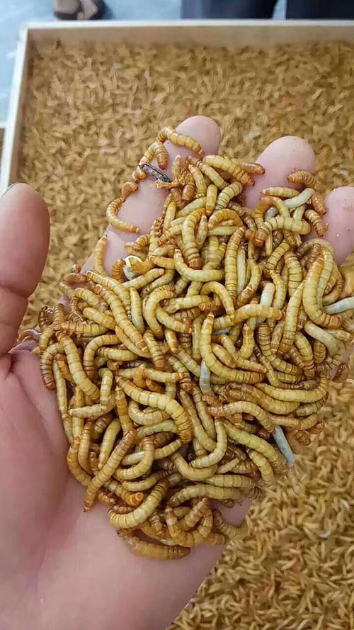 黄粉虫要怎么挑选种虫和大麦虫的区别在哪