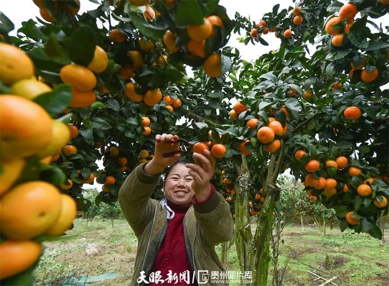 铜仁松桃大坪场67橘子喜丰收苗乡群众笑开颜