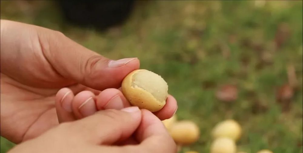 一起来回味20种南方野果子,它们都是物质匮乏年代小伙伴的零嘴