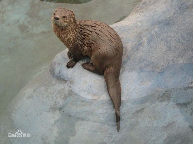 小爪水獭aonyx capensis congica(扎伊尔小爪水獭)亚洲小爪水獭aonyx