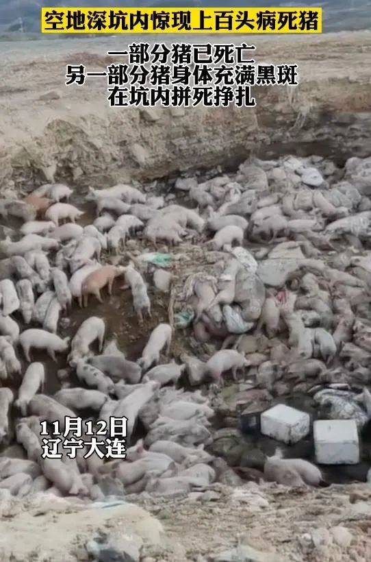 一空地深坑现大量病猪,死猪,距水库仅500米