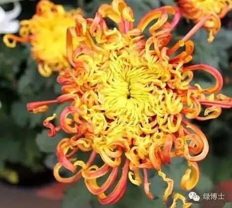 龙爪型 舌状花管瓣,间有平瓣,尖端开张呈龙爪状,盘状花.