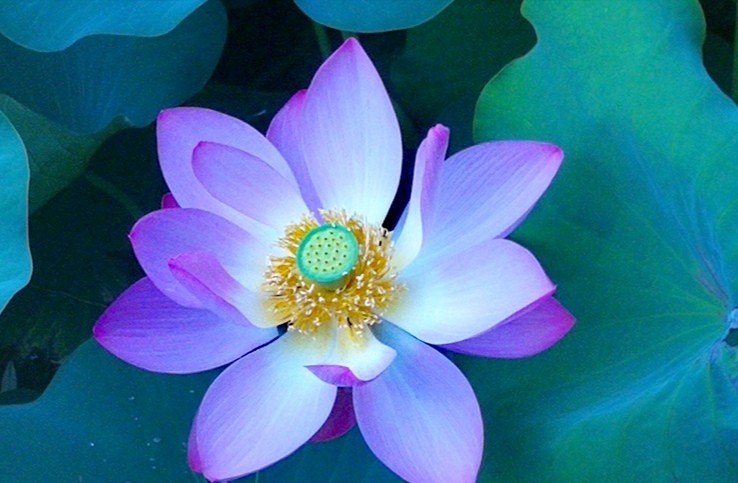 图片摄影正是莲花盛开时
