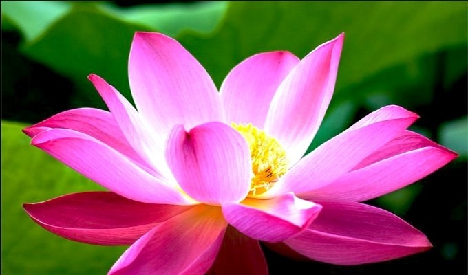 图片摄影正是莲花盛开时