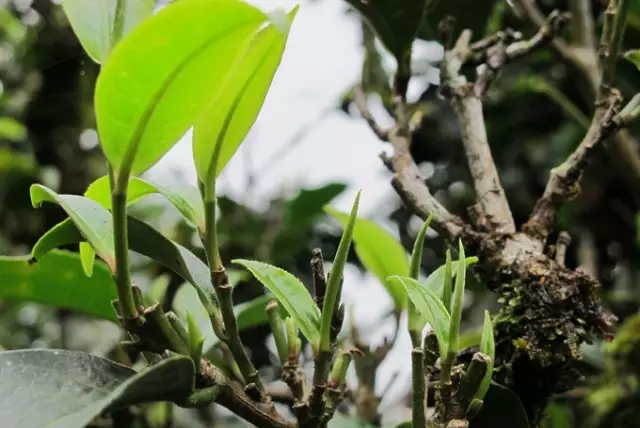 干仓老茶是如何练成的来听听一片普洱茶的自诉