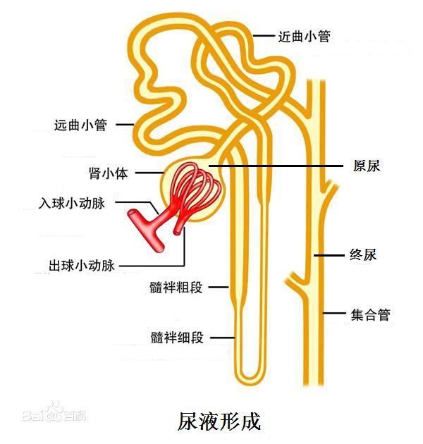 出,沿主动脉进入肾动脉和入球小动脉进入肾小球,开始滤出为尿液(原尿)