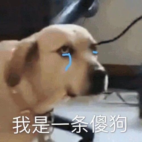卑微舔狗表情包以后不可以这样了