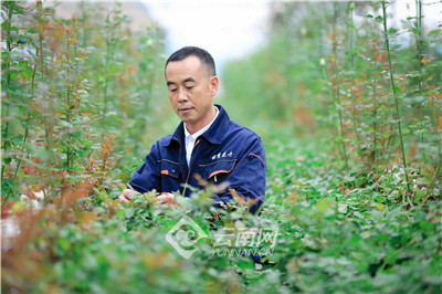 第八届全国道德模范提名奖获得者段金辉|躬耕花田"耍科技 带领花农共