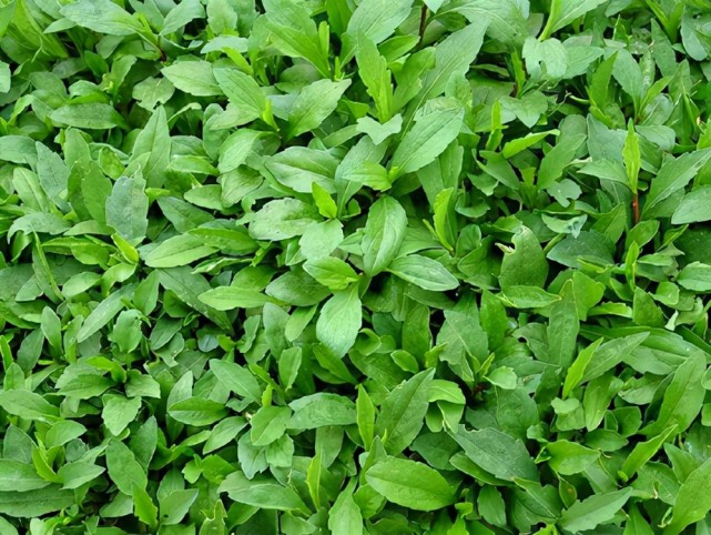 野苋菜采摘嫩叶回来,炒食.小的时候常常去采这种草的叶子回来喂猪.23.