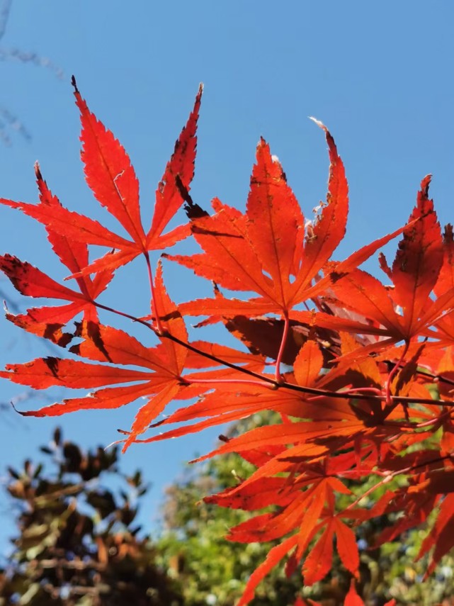 枫叶映蓝天,红于二月花