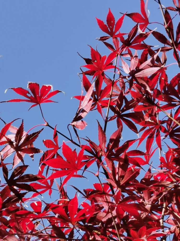 壁纸 枫叶 红枫 花 树 桌面 750_1000 竖版 竖屏 手机