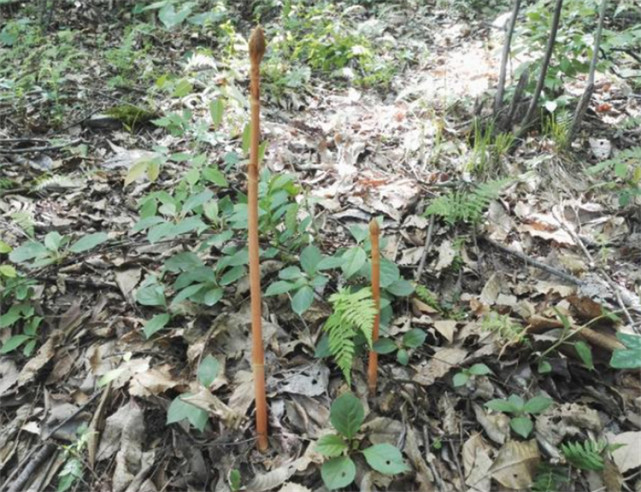 野生天麻什么样子无根无叶无叶绿素是种珍贵的腐生兰科植物