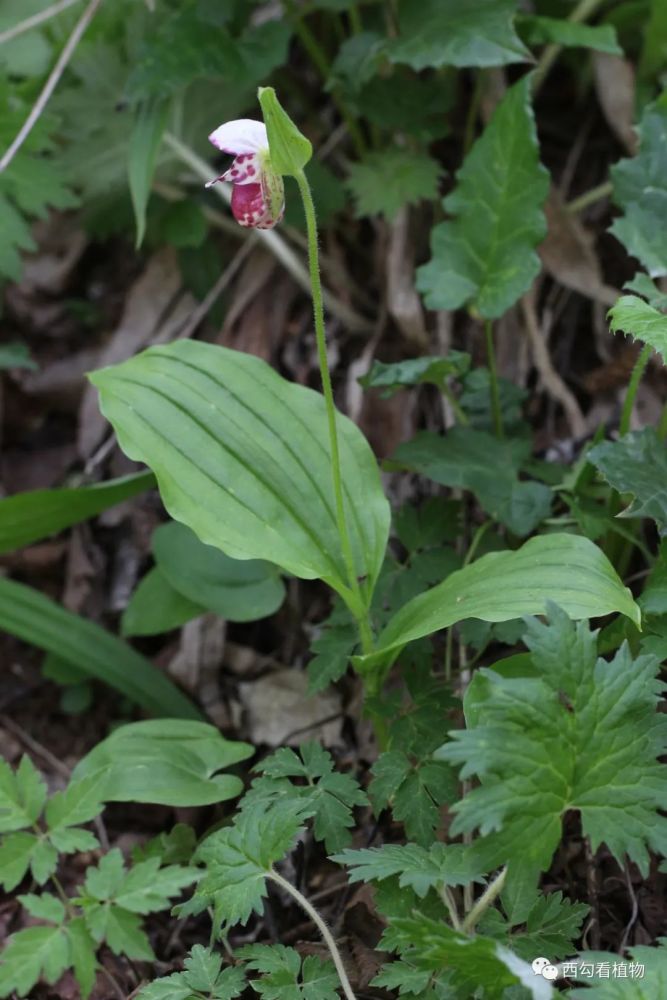 手参 gymnadenia conopsea 兰科手参属,国家二级保护植物