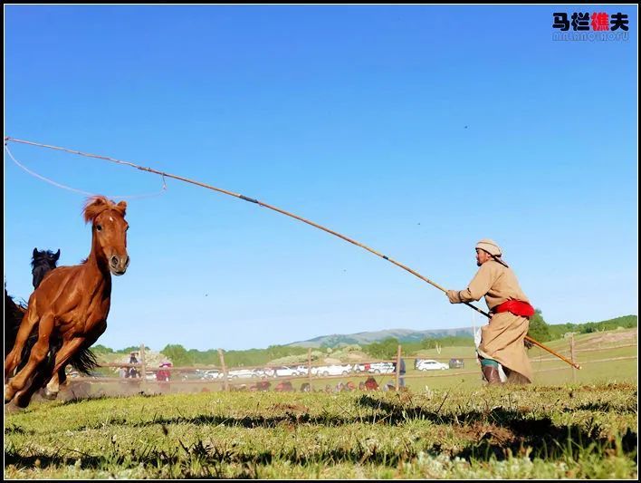 夏季乌兰布统草原上套马张少麟摄影