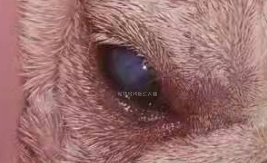 狗狗蓝眼病原因之一角膜溃疡引起角膜水肿角膜变蓝变白