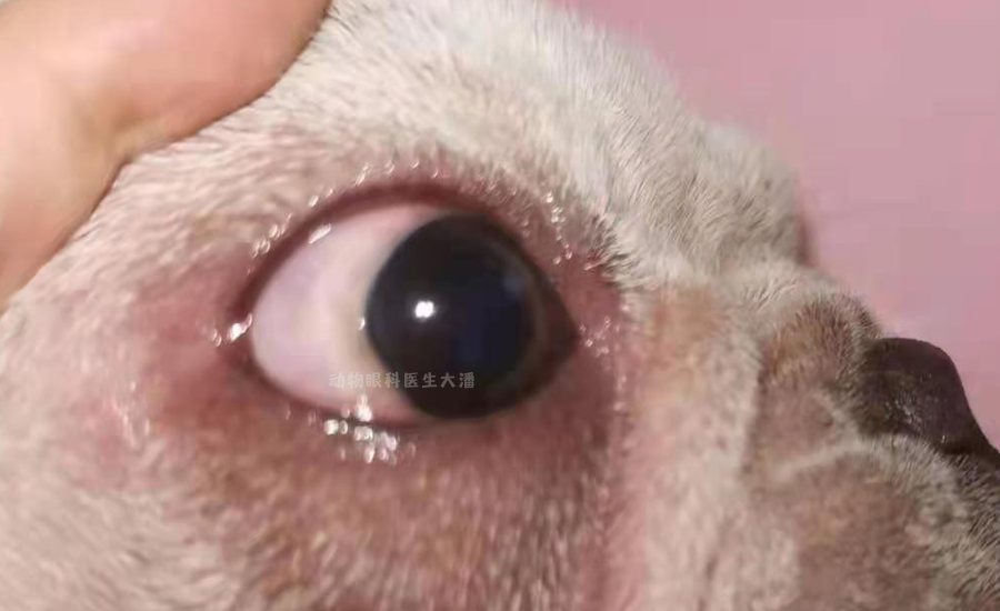 狗狗蓝眼病原因之一角膜溃疡引起角膜水肿角膜变蓝变白