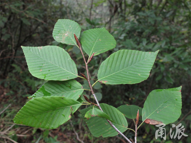 宁波首次发现!这种珍稀植物叫"米心水青冈"