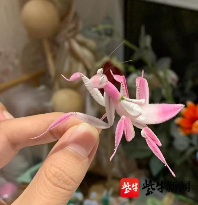 95后女孩自学非遗手艺制作"绒花小动物"可爱形象萌翻网友