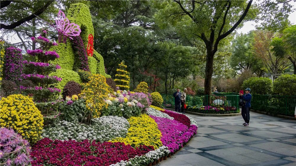 秋冬"交接"之际 正是赏菊的好时节 一年一度的宜川公园菊花展 已正式