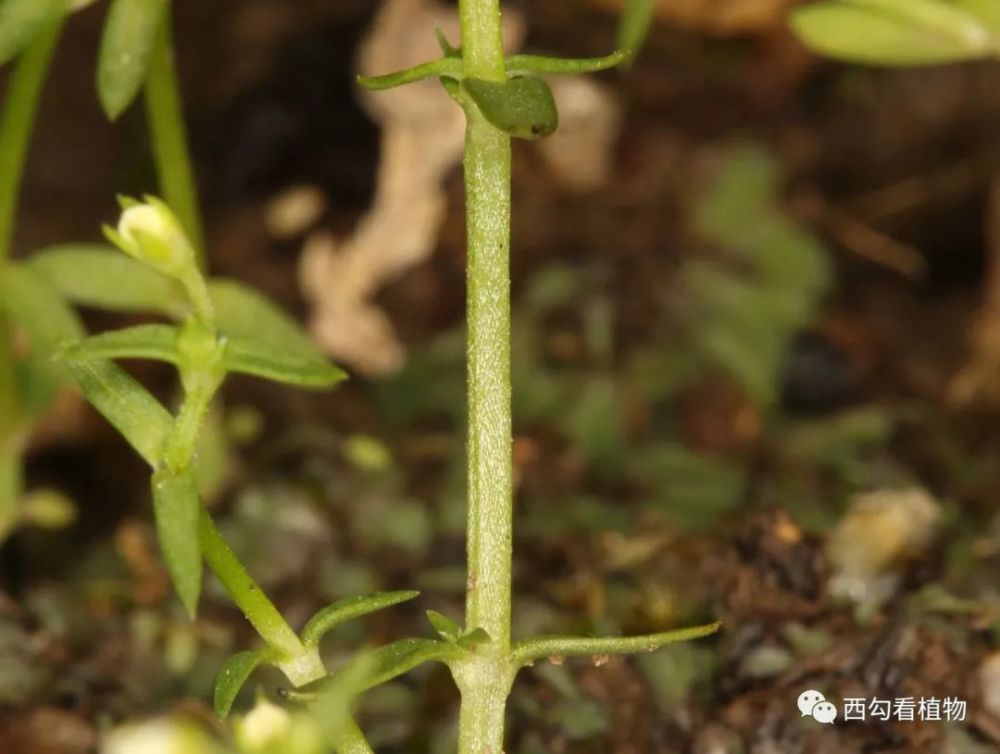 北京植物新记录马钱科尖帽草属尖帽草