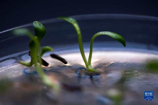 这是10月20日在中国西南野生生物种质资源库拍摄的种子萌发实验.