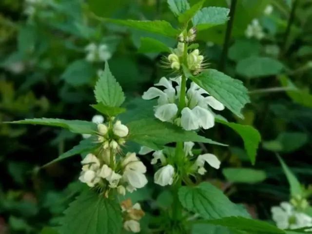 土蚕子根,为唇形科植物野芝麻的根.