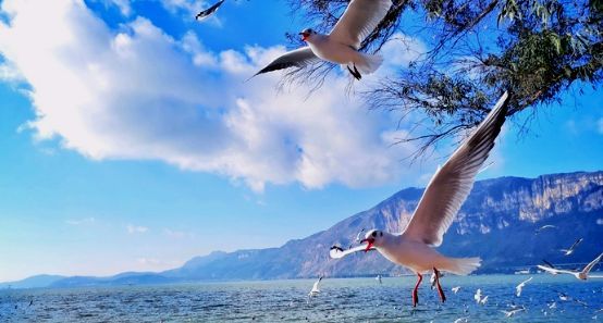 旅游月刊昆明海埂公园海鸥奇遇记