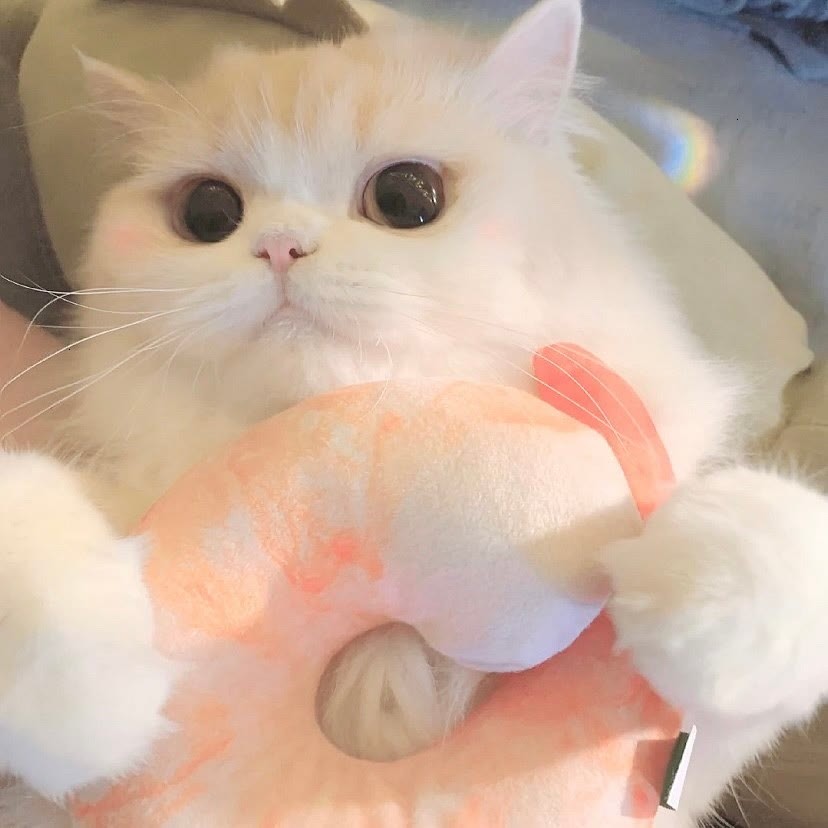 可爱小猫咪对象不是人系列