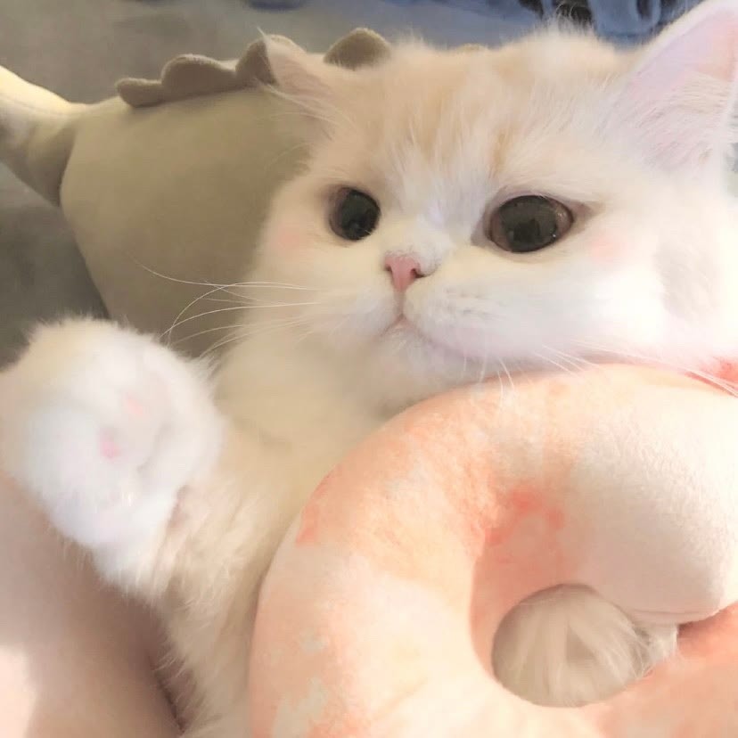 可爱小猫咪对象不是人系列