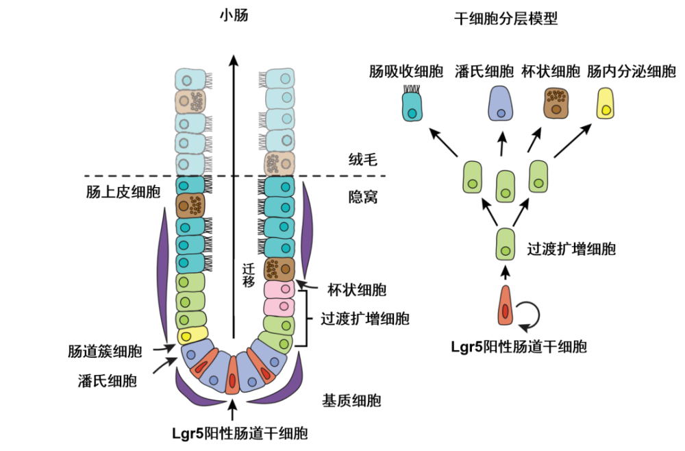 我们的肠上皮有着快速的细胞更新能力,大约每3~5天更新一次,而 新肠上