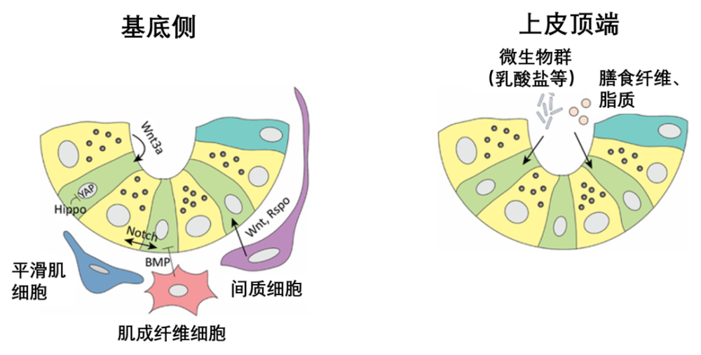 这些微环境信号滋养干细胞,维持肠上皮充分的周转更新,巩固功能有效