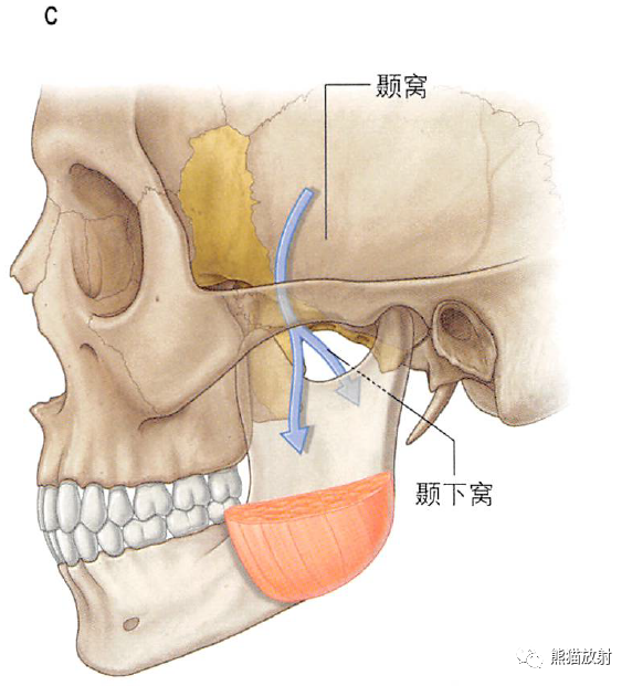解剖丨颞下窝,翼腭窝,颞下颌关节