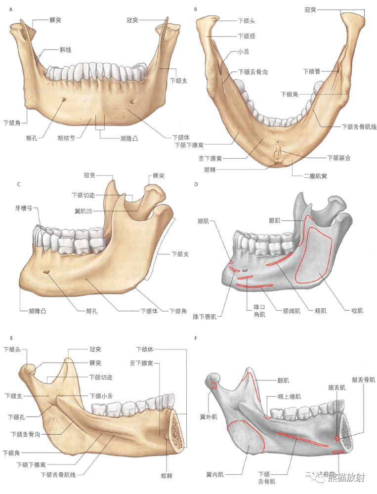 解剖丨颞下窝,翼腭窝,颞下颌关节