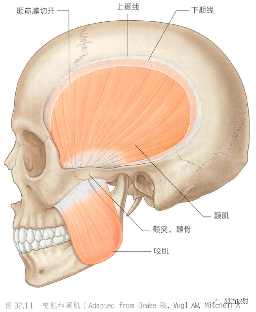 咬肌和颞肌翼腭窝上颌神经与下颌神经翼管神经与翼腭神经节内容节选