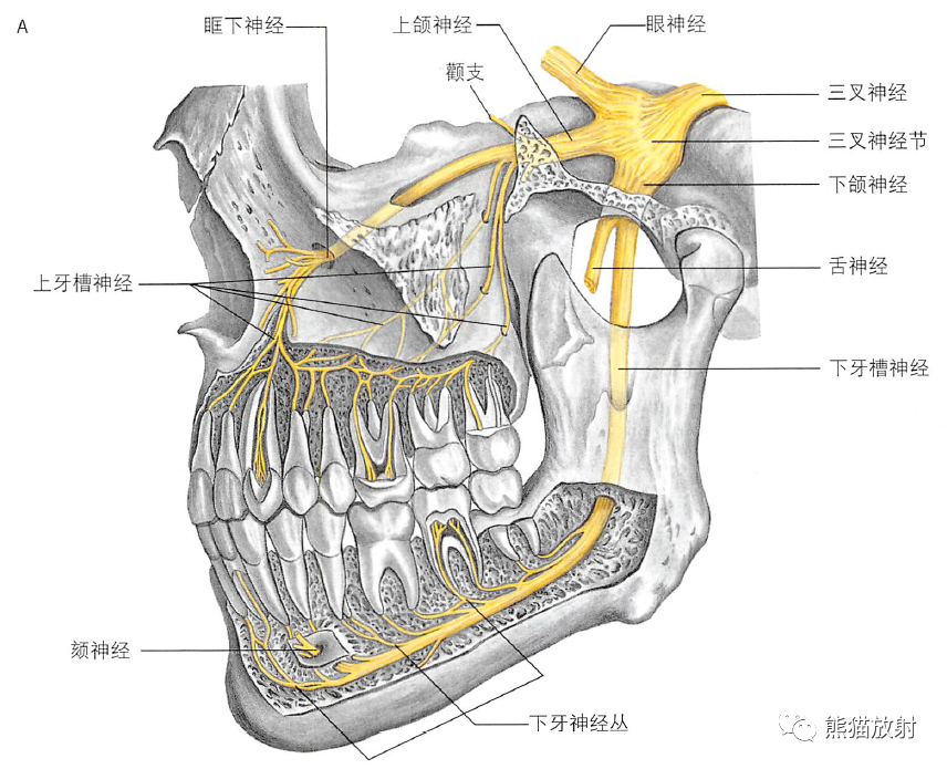 上颌神经与下颌神经翼管神经与翼腭神经节内容节选自《格氏解剖学