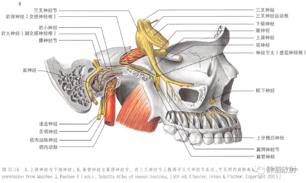 翼管神经与翼腭神经节 内容节选自《格氏解剖学:临床实践的解剖学