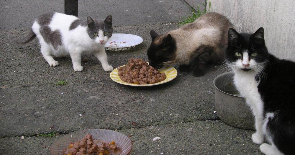 喂食流浪猫不是爱猫行为,而是在"害猫"