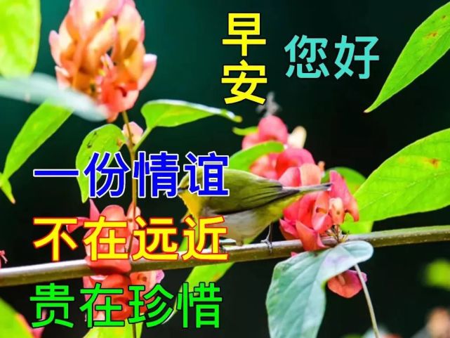 8张漂亮好看的冬日早上好动态美图鲜花带字,冬天早晨.