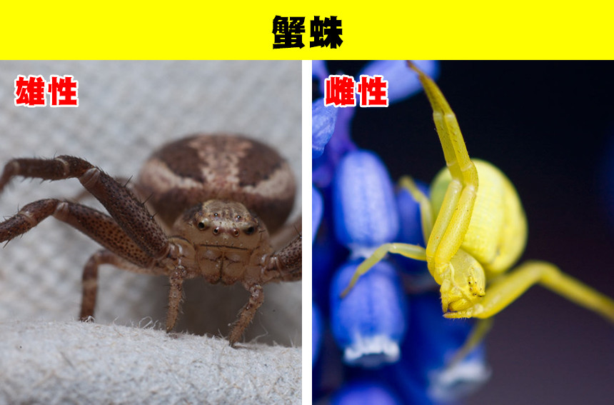雄性和雌性长相差异巨大看起来像不同物种的9种动物