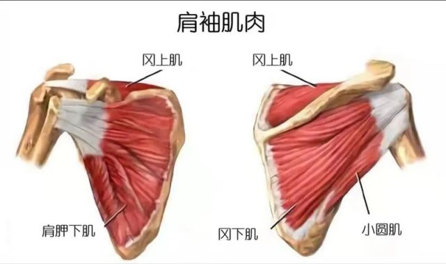 肩胛下肌 2.冈上肌 3.冈下肌 4.小圆肌图1肩关节骨解剖 1.锁骨2.