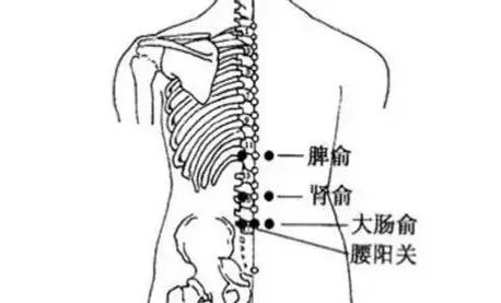 大肠俞穴:人们系腰带时,常会感到腰部两侧各有一块突出的骨头,此为