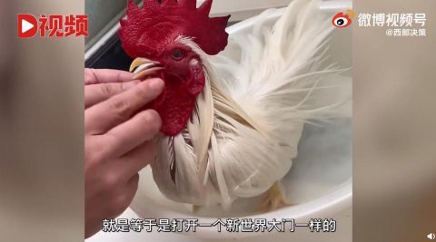 一只陪主人走出抑郁症的公鸡:给它取名好运,带我打开