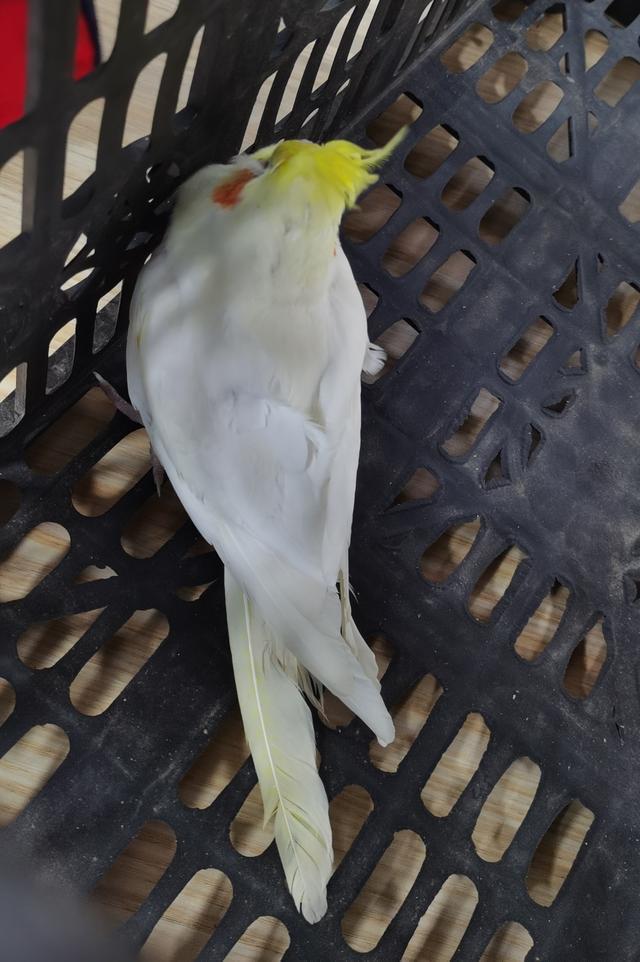 自带