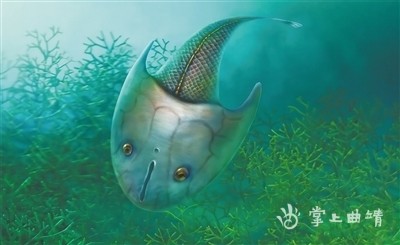 长孔盾鱼志留纪地层对比新佐证