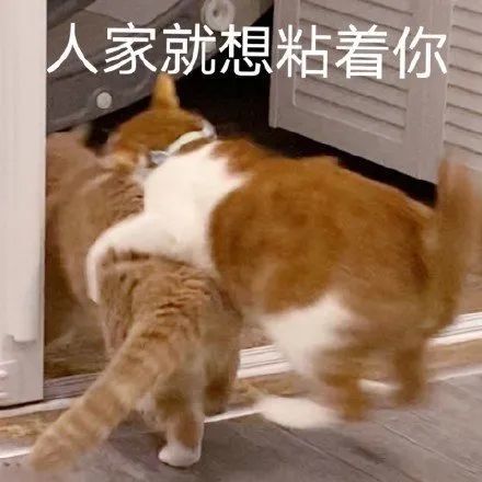 猫猫表情包|人家就想粘着你