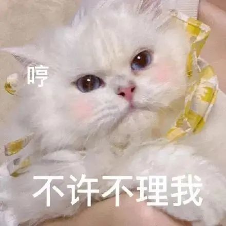 猫咪表情包爱撒娇的小猫咪运气永远不会差