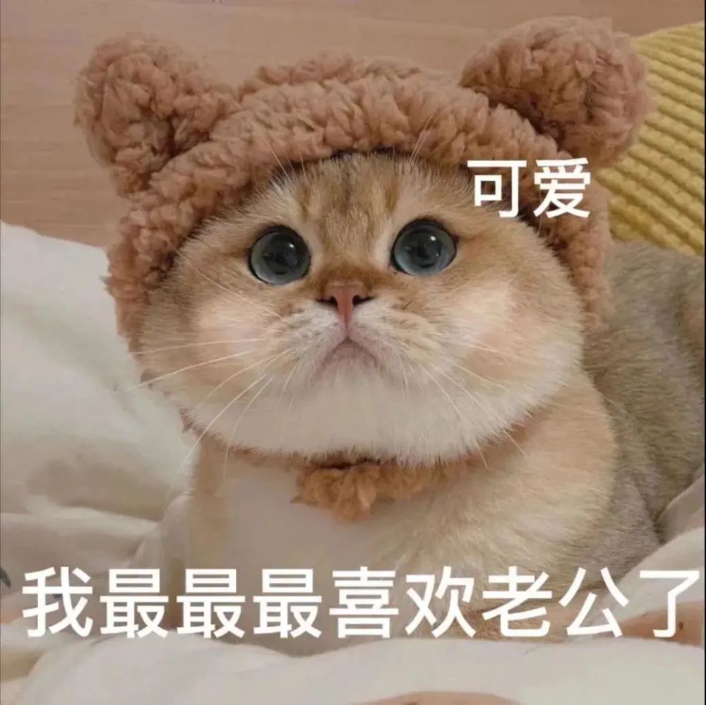 猫咪表情包爱撒娇的小猫咪运气永远不会差