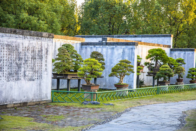 实力宠娃的鲍家花园,中国最大的私家园林盆景观赏地