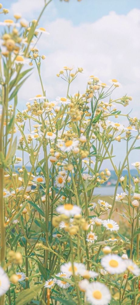 清新小雏菊壁纸