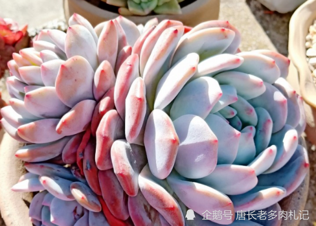 多肉橙梦露和白牡丹哪个颜值高两盆放一起我都不会看白牡丹一眼